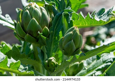 Closeup of multiple lush vibrant green waxy organic artichoke heads on leafy plant stems. The thick pointy leaves of the raw artichoke vegetables have a thistle at the tip with little brown spikes. 
