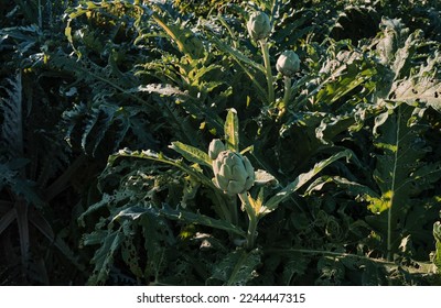 Closeup of multiple lush vibrant green waxy organic artichoke heads on leafy plant stems. The thick pointy leaves of the raw artichoke vegetables have a thistle at the tip with little brown spikes. - Shutterstock ID 2244447315