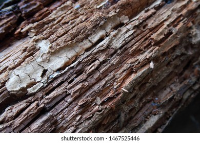 25 Brown cubical rot Images, Stock Photos & Vectors | Shutterstock