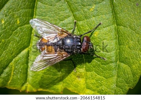 Closeup of a Musca autumnalis, the face fly or autumn housefly resting on a leaf