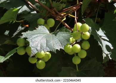 Closeup Of Muscadine Grapes Still On The Vine.