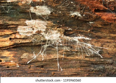 Closeup Of A Mushroom Mycelium On Wood
