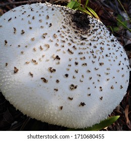 Closeup Of Mushroom, Tsitsikamma Forest, South Africa