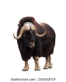 Closeup of musk-ox head isolated on white background