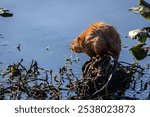 A closeup of a muskrat at the Tuckahoe State Park in Virginia