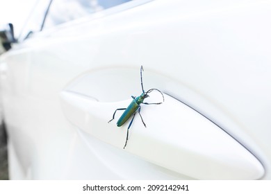Close-up of a musky barbel beetle sitting on the handle of a car door. - Shutterstock ID 2092142941