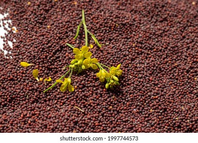 Closeup Of Mustard Flower Isolated On Heap Of Black Mustard Seeds In Horizontal Orientation