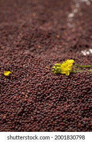 Closeup Of Mustard Flower Isolatesd On Heap Of Black Mustard Seeds In Vertical Orientation