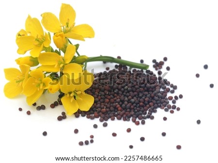 Closeup of mustard flowers with beans
