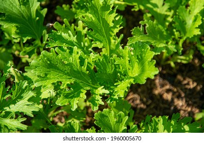 Closeup Of Mustard Greens Or Leaf Mustard Or Brassica Juncea That Are Homegrowth In The Garden With The Soft Sunlight In The Morning.