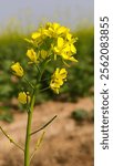 Closeup of mustard plant flower selective focus on mustard field of agriculture.