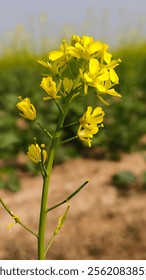 Primer plano la flor