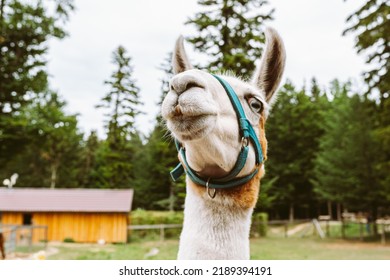 Close-up Muzzle Of An Alpaca Animal In A Petting Zoo, Farm, Field