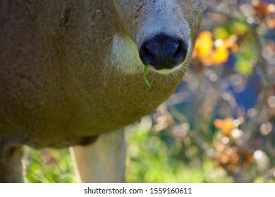 Close-up Of Muzzle Of Black-tailed Deer Buck With Piece Of Grass Hanging From Its Mouth, Victoria BC.