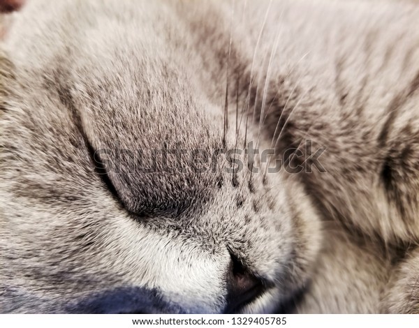 kitty muzzle