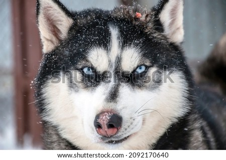 Close-up of the muzzle of a dog with blue eyes of the Siberian Husky breed.