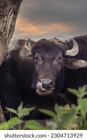 Close-up of the muzzle of a domestic buffalo on a farm in Transcarpathia. Ukraine