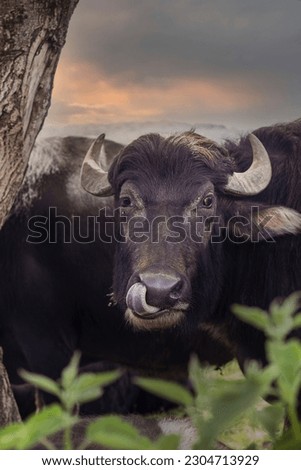 Close-up of the muzzle of a domestic buffalo on a farm in Transcarpathia. Ukraine