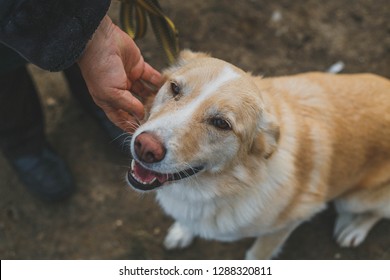 Close-up muzzle of a good red dog and human hand - Shutterstock ID 1288320811
