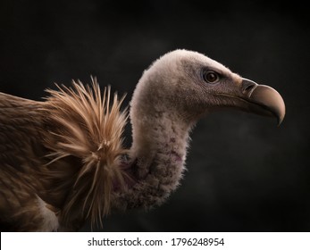 Close-up of the muzzle of a Himalayan vulture (Gyps himalayensis). Huge vulture