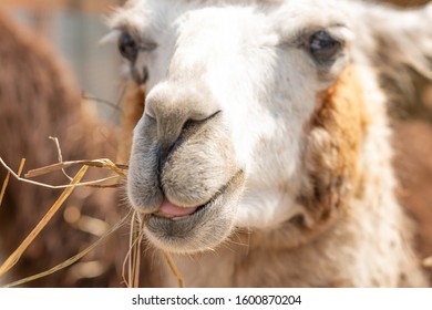 Closeup of a muzzle of light and brown llama. 2019 - Powered by Shutterstock