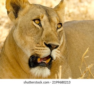 Close-up Of The Muzzle Of A Lioness Who Does Not Understand What Is Happening And Looks With Surprised Eyes