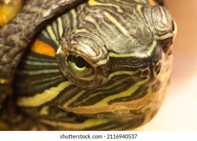 964 Sad turtle Images, Stock Photos & Vectors | Shutterstock