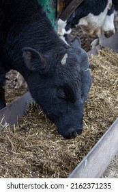 Close-up of the muzzle of a young black bull on a farm eating hay. Raising calves for fattening. Meat production. Farming, livestock feeding and cow rearing.