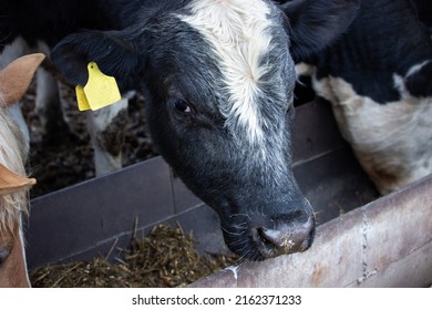 Close-up of the muzzle of a young bull on a farm eating compound feed. Raising calves for fattening. Meat production. Farming, livestock feeding and cow rearing.