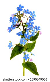 Closeup of Myosotis sylvatica, little blue flowers. Branch of small blue forget me not flowers with leaves isolated on white background. Blue Forget-me-not Flower isolated on white background.