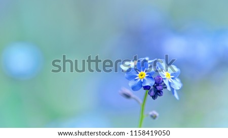 Closeup of Myosotis sylvatica, little blue flowers on a blurred background
