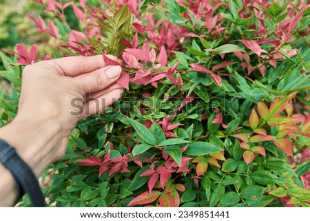 Close-up of Nandina plant, ornamental landscaping of flowerbeds