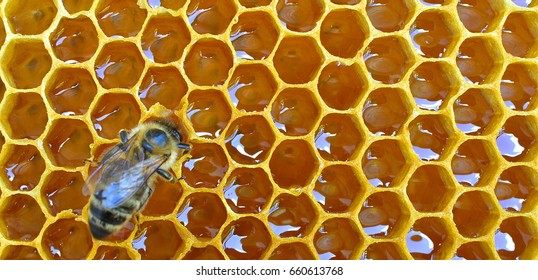 Close-up of natural honeycomb with bee. Full of golden, shiny honey. Yellow golden sugar bee.