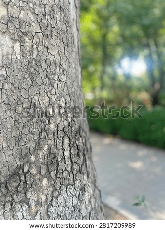 Close-up of natural tree bark texture with a soft green bokeh background in natural daylight 
