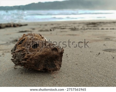 Close-up of a natural tree root with circular patterns resembling eyes, lying on a sandy beach. Blurred ocean waves and hills in the background. Natural texture of beach debris during daytime.