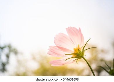Nahaufnahme der Natur mit rosafarbener Blume unter Sommersonne im Garten. Natürliche saisonale Landschaft mit Hintergründen oder Wallpaper. Perspektive von schönen Landschaftspflanzen in der Natur.