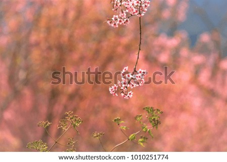 Spring flowers Environment