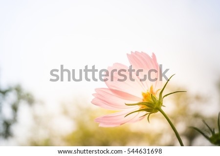 Closeup natural view of pink flower under summer sunlight in garden. Natural seasonal landscape using as backgrounds or wallpapers. Perspective of beautiful scenery plants in nature.