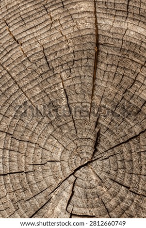  Close-up of a natural wood cross-section featuring circular growth rings in soft focus, highlighting organic texture, earthy tones, and the timeless beauty of tree patterns.
