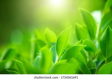 Green Plant Wallpaper Images Stock Photos Vectors Shutterstock