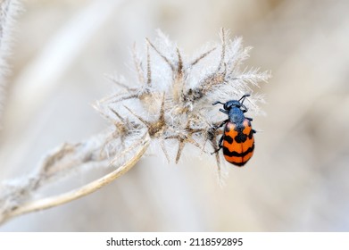 Closeup Of The Nature Of Israel - Meloidae Beetle