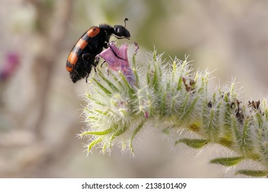 Closeup Of The Nature Of Israel - Meloidae Beetle