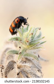 Closeup Of The Nature Of Israel - Meloidae Beetle