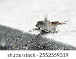 A Close-up nature photo of a Anolis Sagrei or Cuban Anole, that I created at Kissimmee, Florida