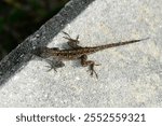 A Close-up nature photo of a Anolis Sagrei or Cuban Anole, that I created at Kissimmee, Florida