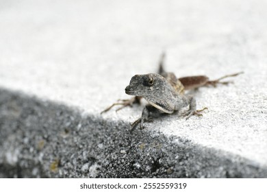 A Close-up nature photo of a Anolis Sagrei or Cuban Anole, that I created at Kissimmee, Florida's Lakefront Park on Lake Tohopekaliga. The  a. Sagrei is now a common sight in Florida. - Powered by Shutterstock