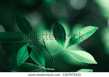 Similar – monster Leaf Green