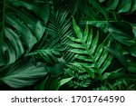 closeup nature view of green leaf and palms background. Flat lay, dark nature concept, tropical leaf