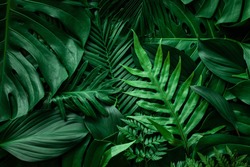 Nahaufnahme Der Natur Auf Grünem Blatt- Und Palmenhintergrund. Flachlage, Dunkles Naturkonzept, Tropisches Laub
