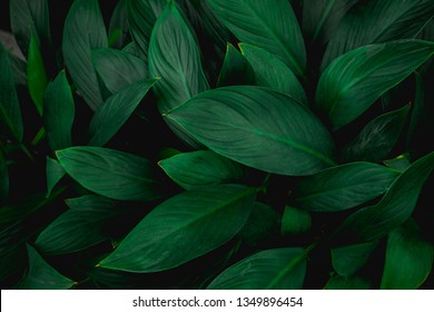 Closeup Nature View Of Green Leaf In Garden, Dark Tone Nature Background, Tropical Leaf